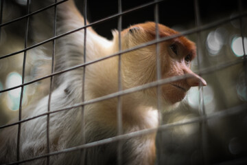 Proboscis monkey in the zoo, Proboscis monkey long nose with reddish hair, Proboscis monkey endemic to the island of Borneo, Indonesia
