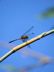 dragonfly on a branch