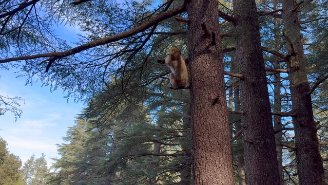 Barbary macaque or macaca sylvanus in its habitat in Cedre Gouraud Forest in Middle Atlas mountains in Morocco between Azrou and Ifrane