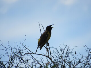 bird on a branch