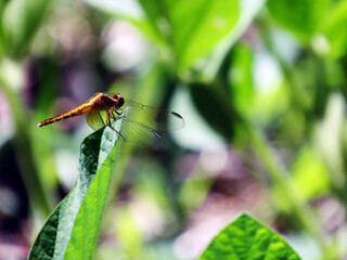 dragonfly on a green leaf