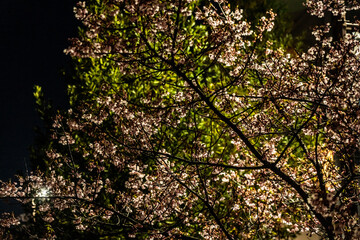Plum blossoms at night blooming in Musashi-Kosugi_05