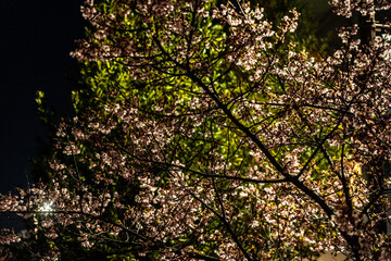Plum blossoms at night blooming in Musashi-Kosugi_04