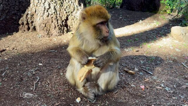 Barbary macaque or macaca sylvanus in its habitat in Cedre Gouraud Forest in Middle Atlas mountains in Morocco between Azrou and Ifrane