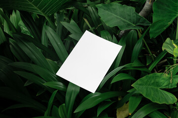 Poster mockup template, real photo, set amidst the lush backdrop of tropical nature environment. Blank isolated object to place your design. 