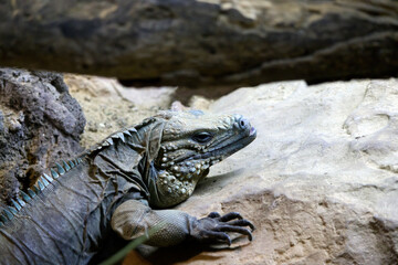 Iguana on the rocks