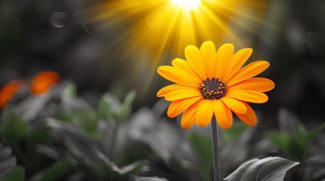  a close up of a yellow flower with the sun shining in the backround of the picture behind it.