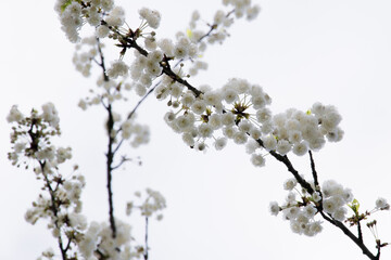 Cherry blossoms blooming in spring blue sky.