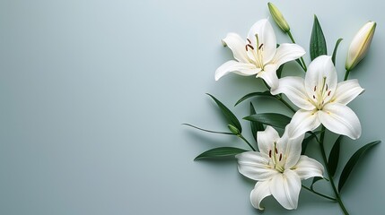 branch of white lilies flowers mourning or funeral background condolence card with copy space for text  - obrazy, fototapety, plakaty