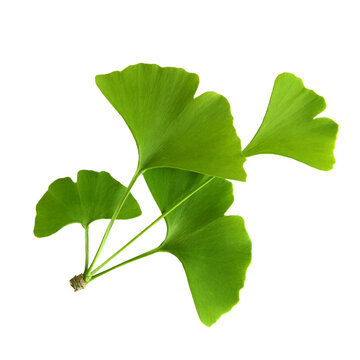 Twig with ginkgo biloba leaves isolated on a transparent background. Green, fresh leaves of Мaidenhair. PNG