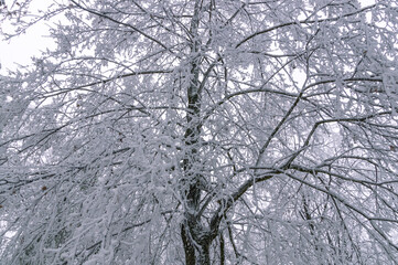 Obraz premium Frozen trees after a sudden cold snap. Ice on branches and leaves. Changeable weather. Frosty weather in winter. 