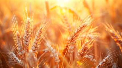  a close up of a field of wheat with the sun shining through the ears of the wheat in the background.