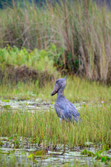 A Shoebill (Balaeniceps rex) a.k.a. whalebill, whale-headed stork, and shoe-billed stork stood in a Ugandan swamp.