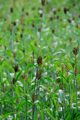 A sorghum (Sorghum bicolor) wheat field in Uganda. Sorghum is also known as great millet, broomcorn, guinea corn, durra, imphee, jowar, and milo. It is gluten-free and can be used to make ethanol.
