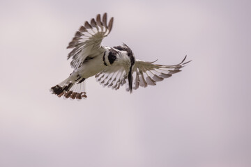 Pied kingfisher (Ceryle rudis) from below hovering over Lake Edward, Uganda, East Africa.