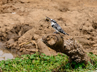 Pied kingfisher (Ceryle rudis) perched on a log with a small fish in its beak, Lake Edward, Uganda, East Africa.