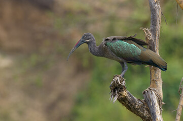 Naklejka premium A hadada ibis (Bostrychia hagedash) in breeding plumage perched on a tree bough branch log, Lake Edward, Uganda, East Africa.