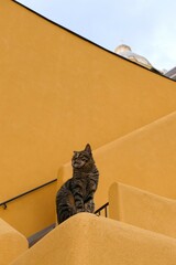 Cat posing on top of the wall of a house and stairs. Colorful houses, yellow, green and pink, in...
