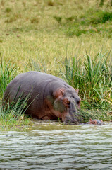 Adult and baby hippos hippoes hippopotamuses (Hippopotamus amphibius) at the water's edge, Lake Edward, Uganda, East Africa.