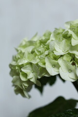 hortensia, Green hydrangea with drops of dew on the petals