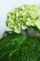 hortensia, Green hydrangea with drops of dew on the petals