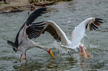 Yellow-billed stork (Mycteria ibis) and great white pelican (Pelecanus onocrotalus) squabbling over a fish prey