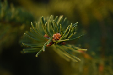 Naklejka na ściany i meble Close up of needles of pine tree , garden nature forest 