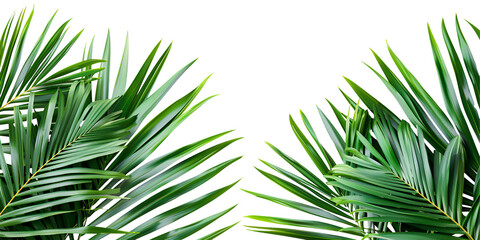 Close up palm tree leaves on white