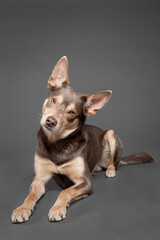 australian kelpie brown dog lying portrait on a grey background in the studio