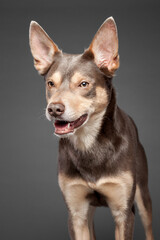 australian kelpie brown dog portrait on a grey background in the studio