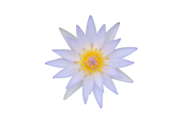 white lotus flower on a transparent background
