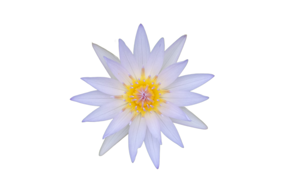 white lotus flower on a transparent background