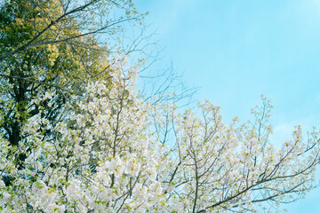 鎌倉の神社に咲く桜