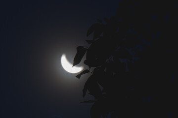 A crescent moon is partially obscured by a dark tree.