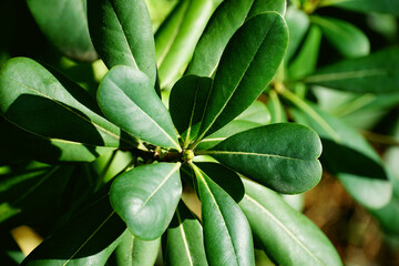Bud of leathery leaves evergreen plant Pittosporum tobira