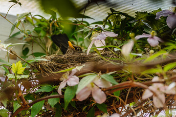 Female blackbird Turdus merula in nest, incubating eggs
