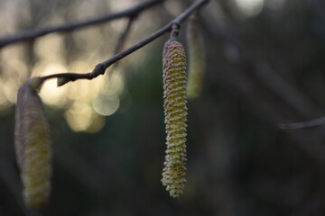 Hazel tree,  yellow catkins early Spring. blossom floral leaves