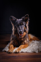 Portrait of a german shepard