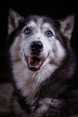 Portrait of husky dog