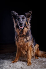 Portrait of a german shepard