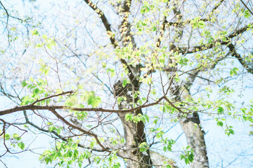 鎌倉の神社に咲く桜