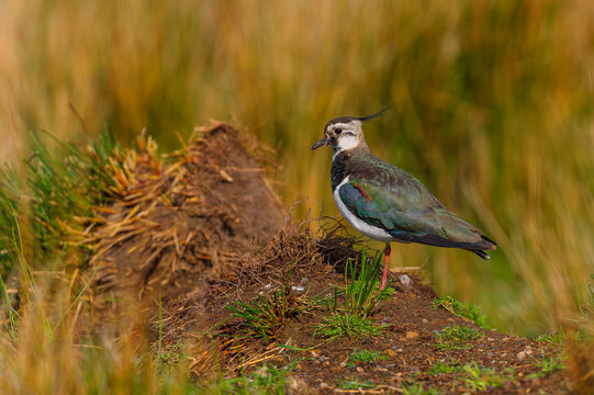 A lone Lapwing (Vanellus vanellus) on a mound of earth in the North Yorkshire Moors, UK. Horizontal format