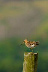A single Common Snipe Gallinago gallinago stands on one leg on a wooden post on the North York Moors, UK. Portrait vertical format