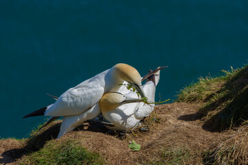 A pair of northern gannets (Morus bassanus) bonding as they build a nest on the cliff face at...
