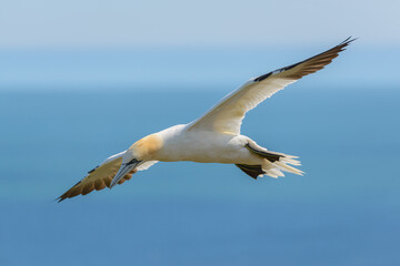 A northern gannet soars above the North Sea at Bempton Cliffs RSPB Nature Reserve, East Yorkshire,...
