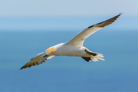 A northern gannet soars above the North Sea at Bempton Cliffs RSPB Nature Reserve, East Yorkshire, UK.