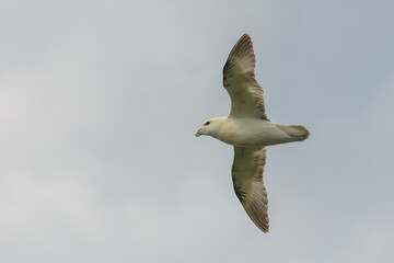 A northern fulmar (Fulmarus glacialis) against a cloudy sky at Bempton RSPB Reserve, East Yorkshire, UK.