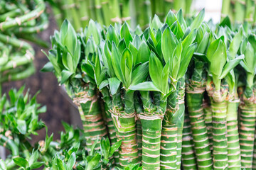 Obraz premium Hong Kong 2024