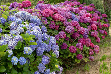 Blue and dark purple hydrangea macrophylla or hortensia flowering plants in the garden.