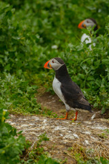 Atlantic Puffin, Fratercula arctica, stood in front of its nest in green vegetation.